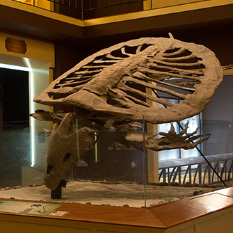 An ancient marine turtle on display at the Mayborn Museum