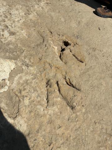 Dino Tracks