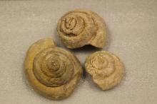 A view of fossilized shells